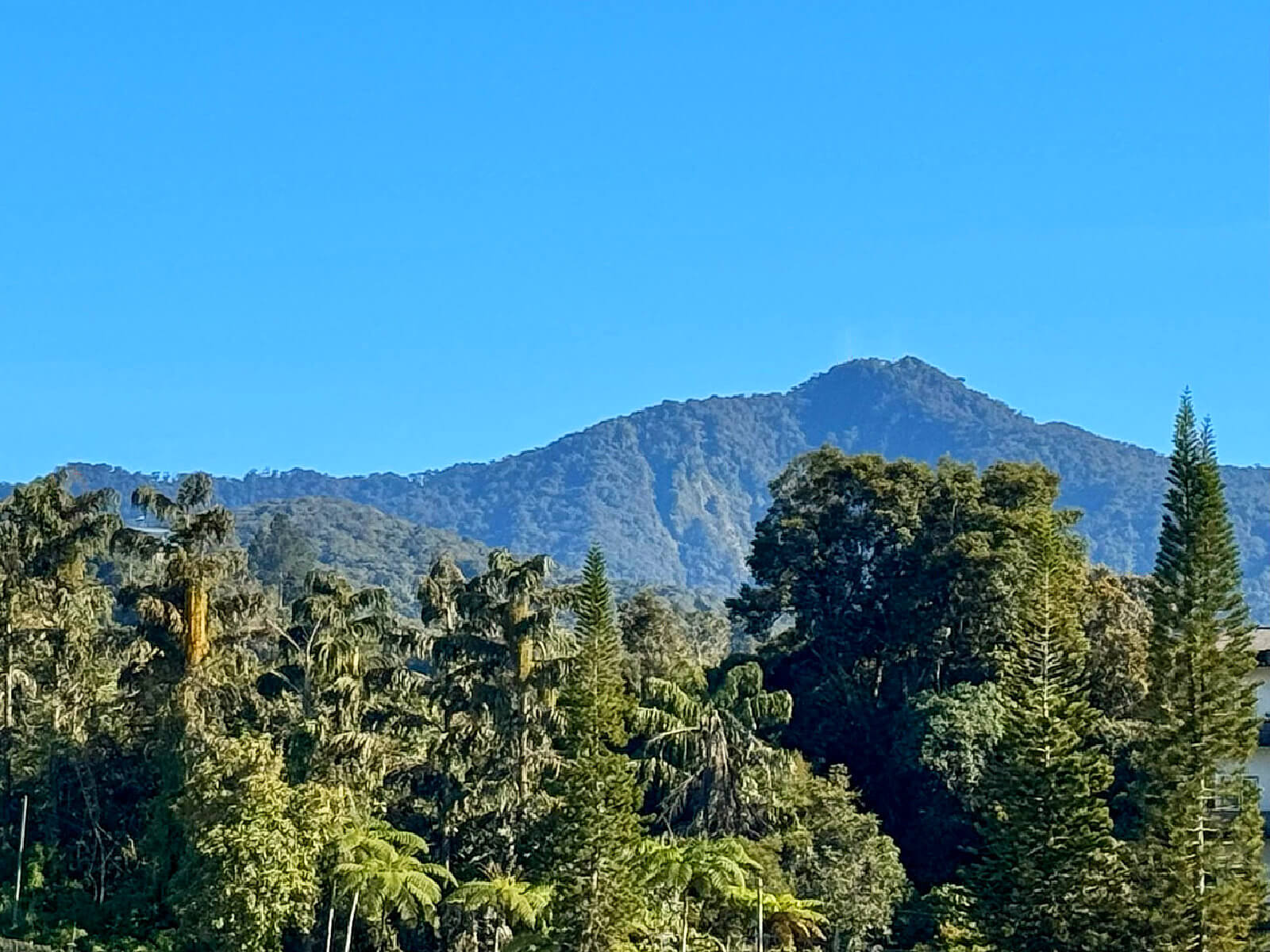 Cameron Highlands View