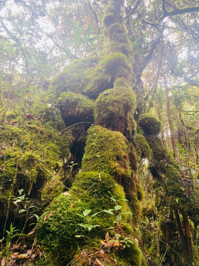 montane rainforest in the sky