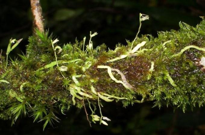 moss orchid plants