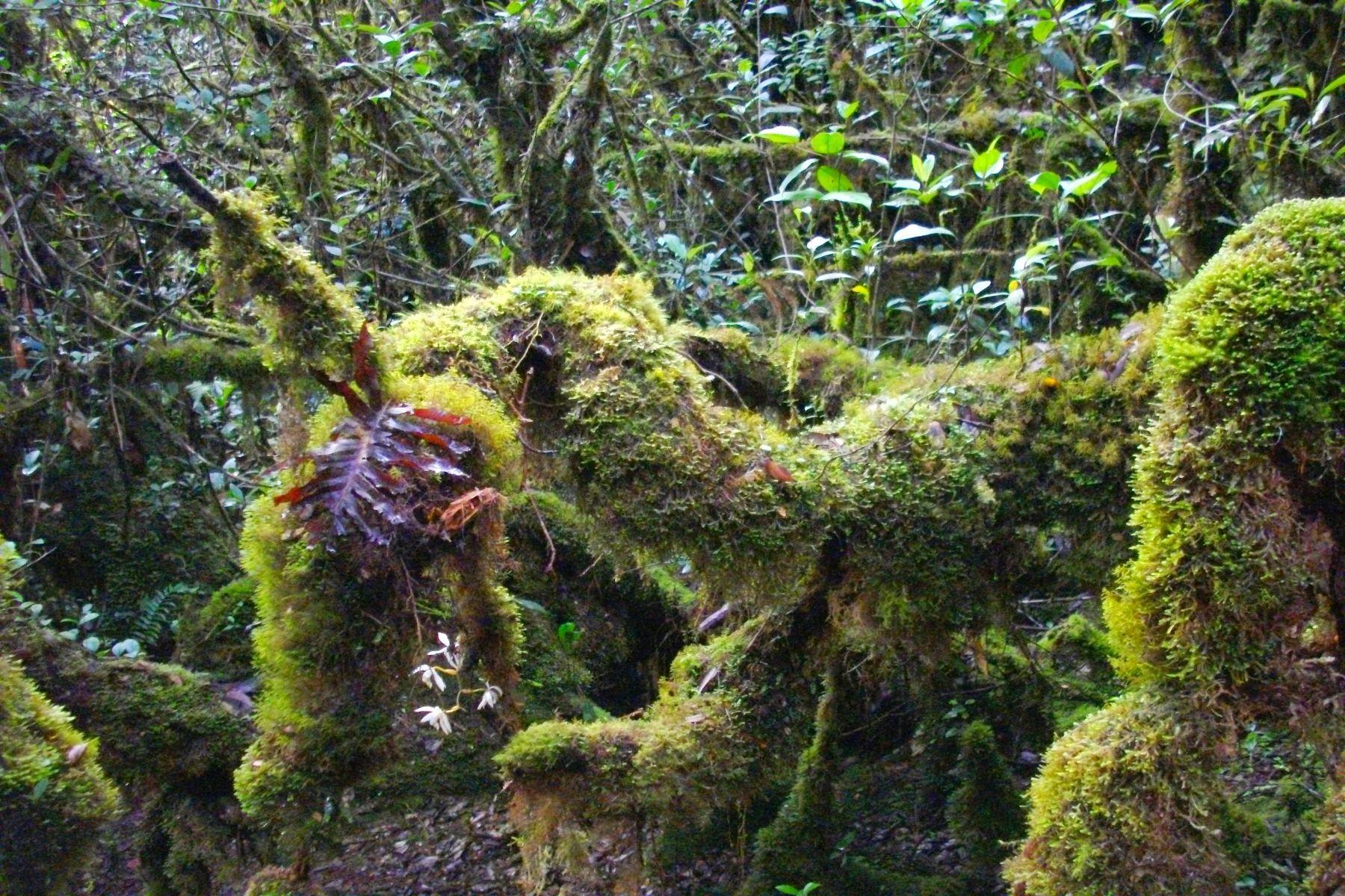 moss colonies