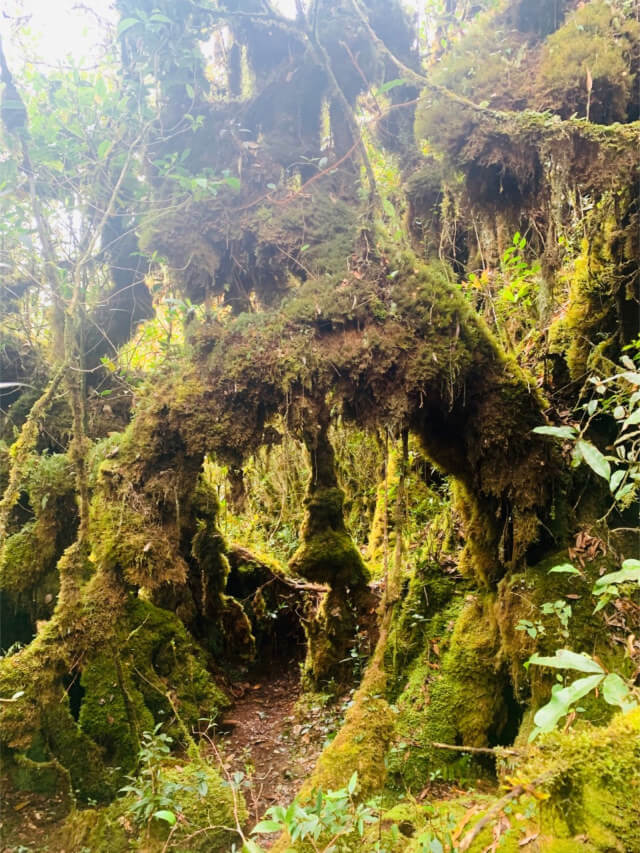 mossy forest trail