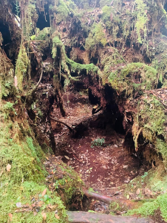 mossy-forest-trekking