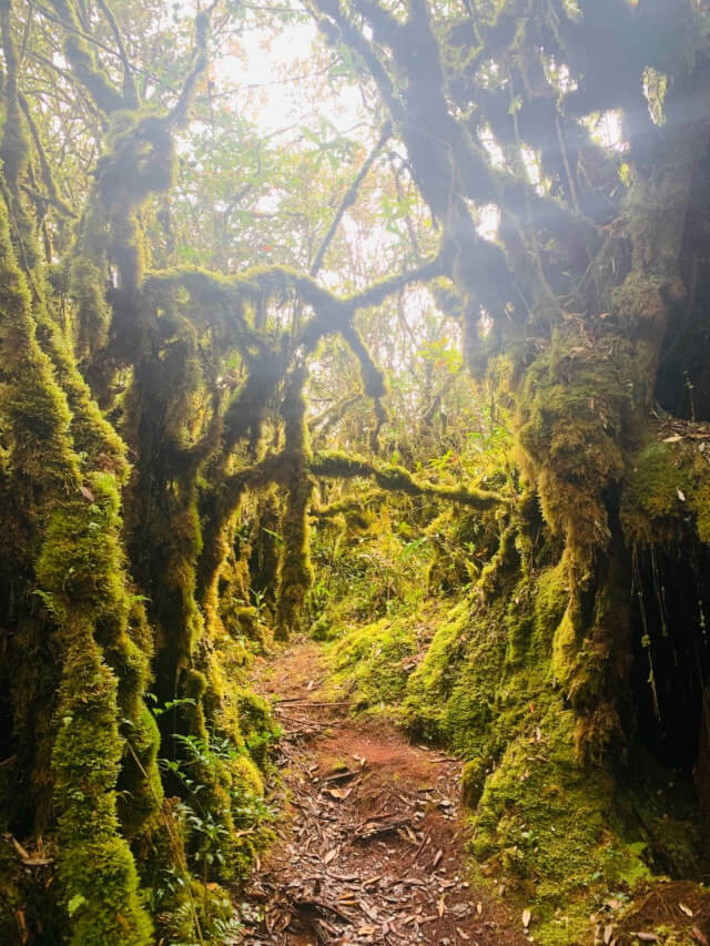 mysterious mossy forest trail