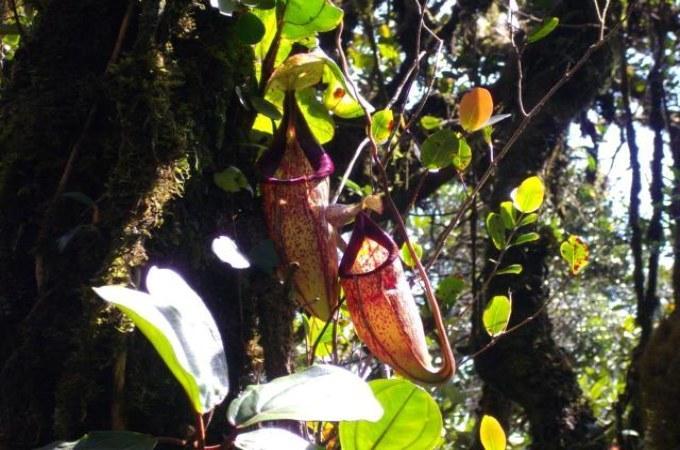 a pitcher plant