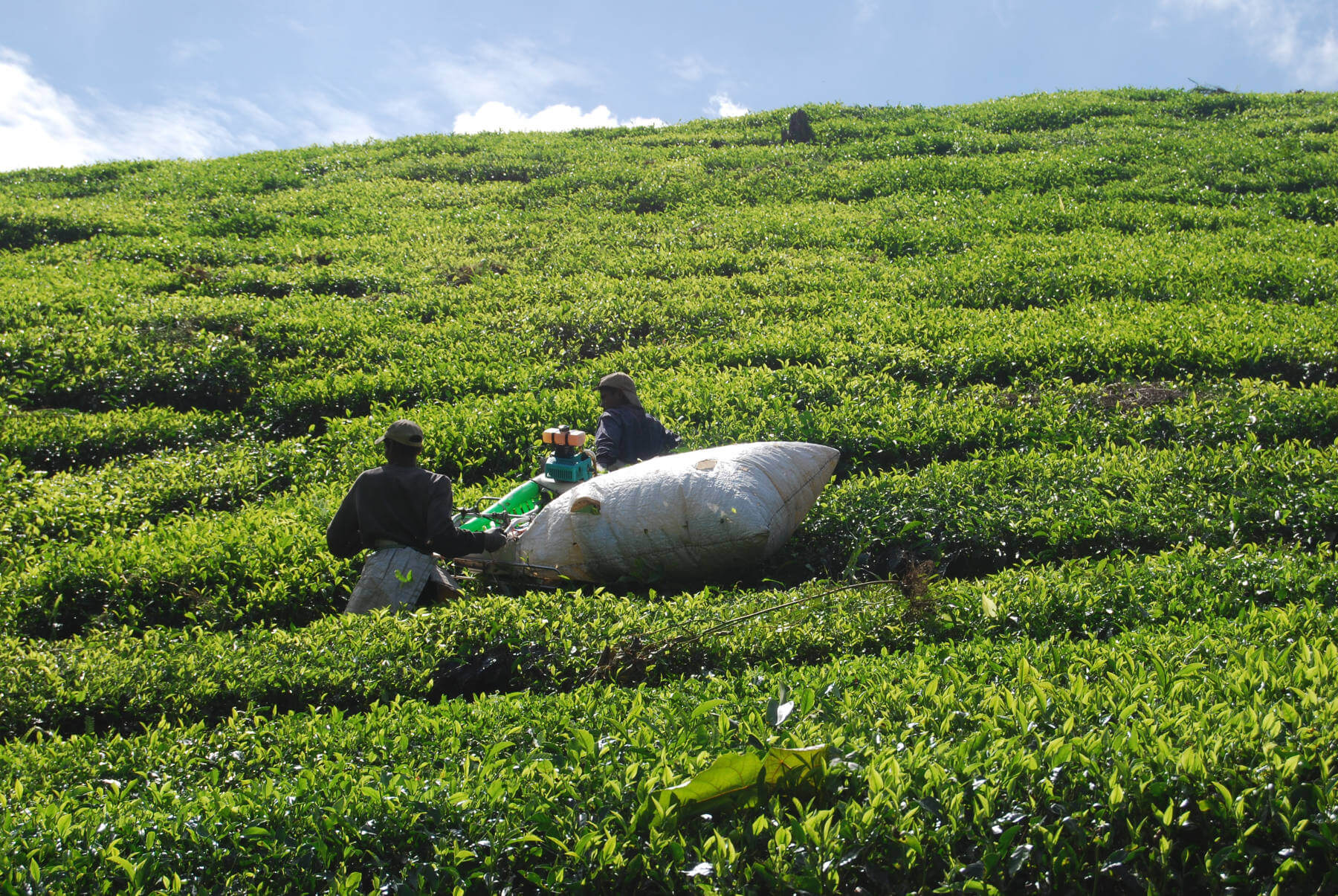 tea harvesting in cameron highlands