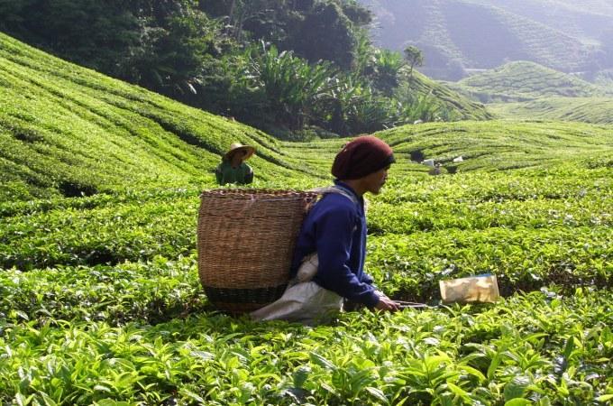 tea plantation worker