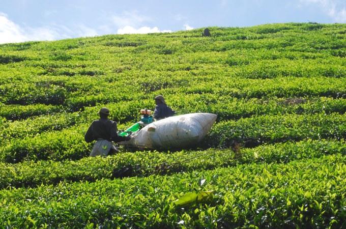 tea plantation